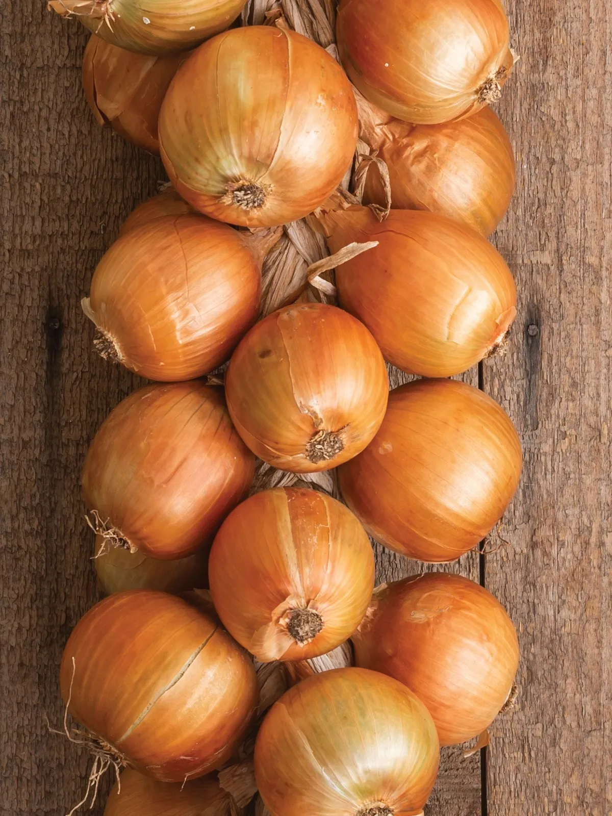 Patterson Hybrid Onions