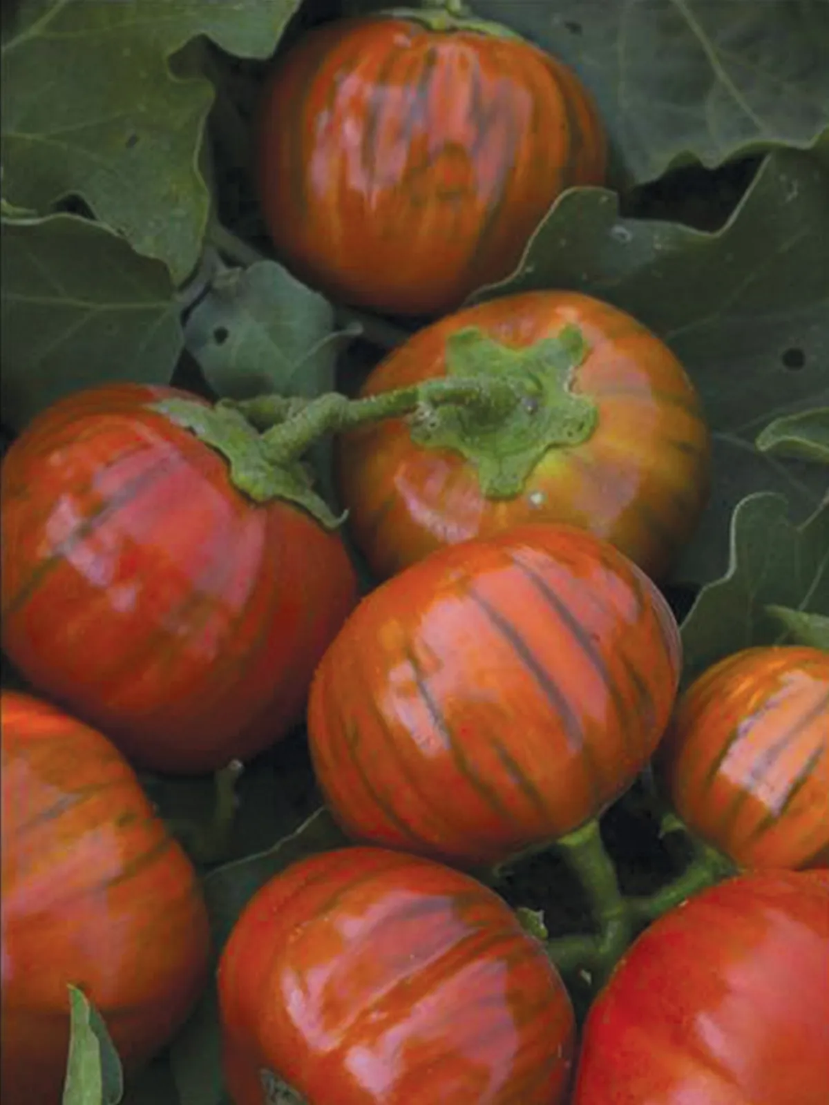 Turkish Orange Eggplant