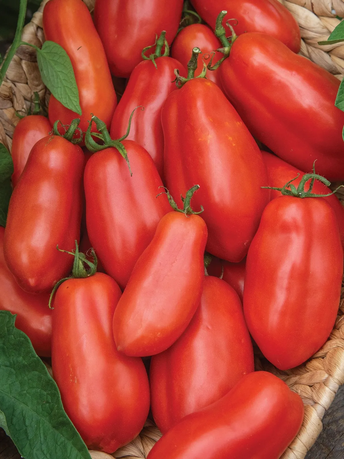San Marzano Tomatoes