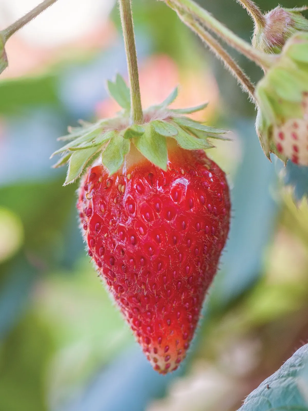 Toscana Strawberries