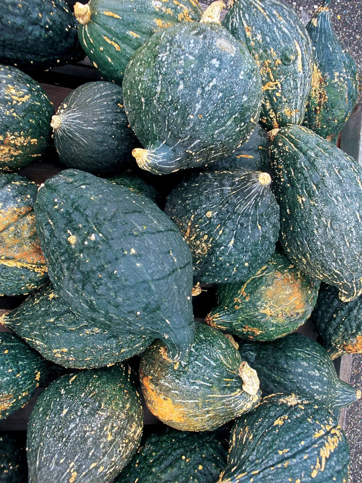 True Hubbard Squash