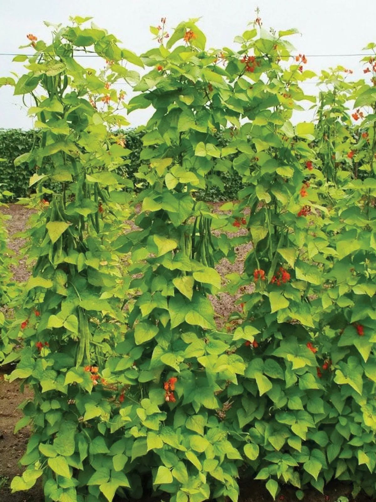 Pole, Scarlet Runner Beans