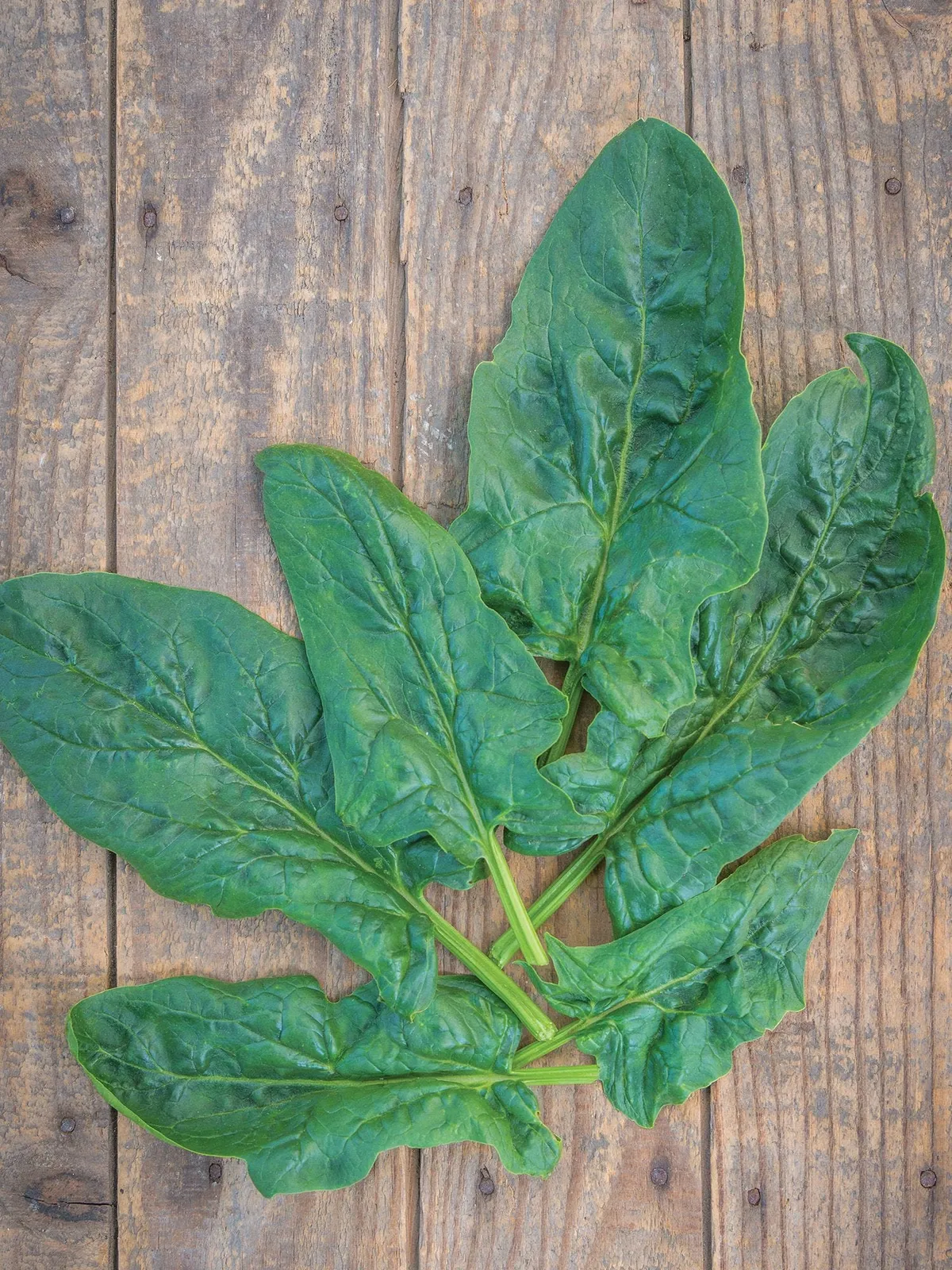 Seaside Hybrid Spinach