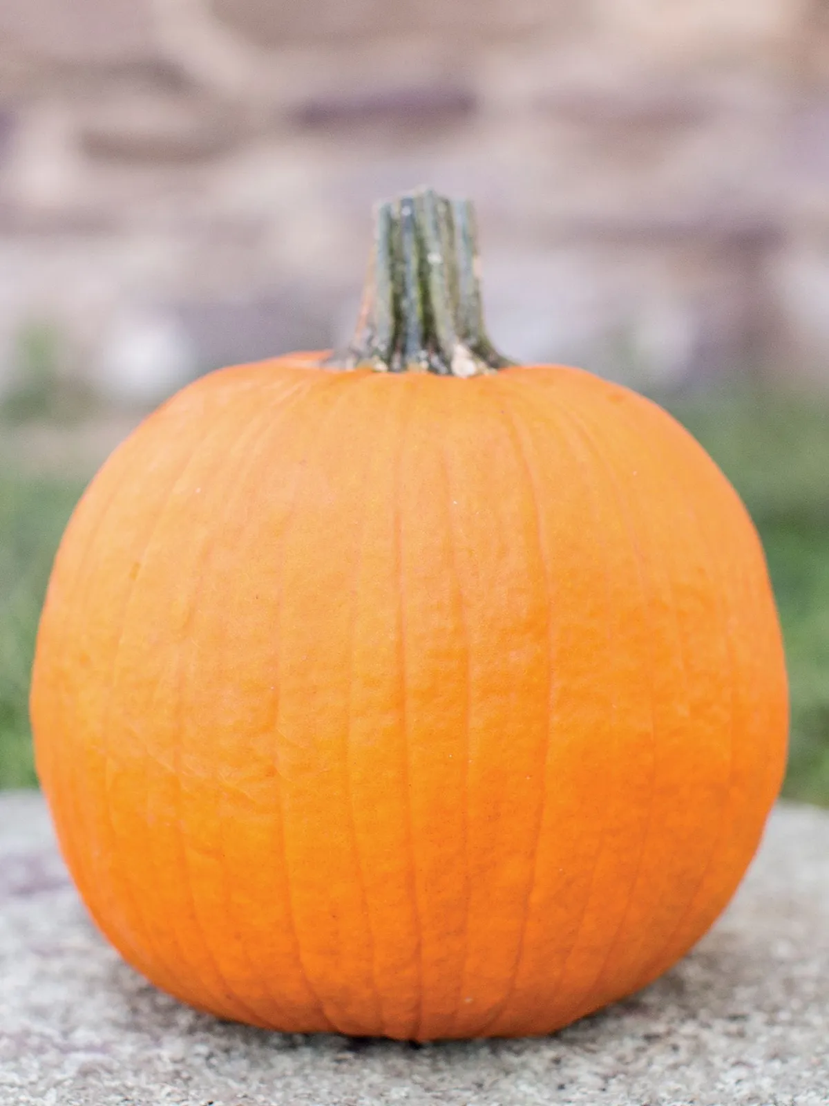 Baby Wrinkles Hybrid