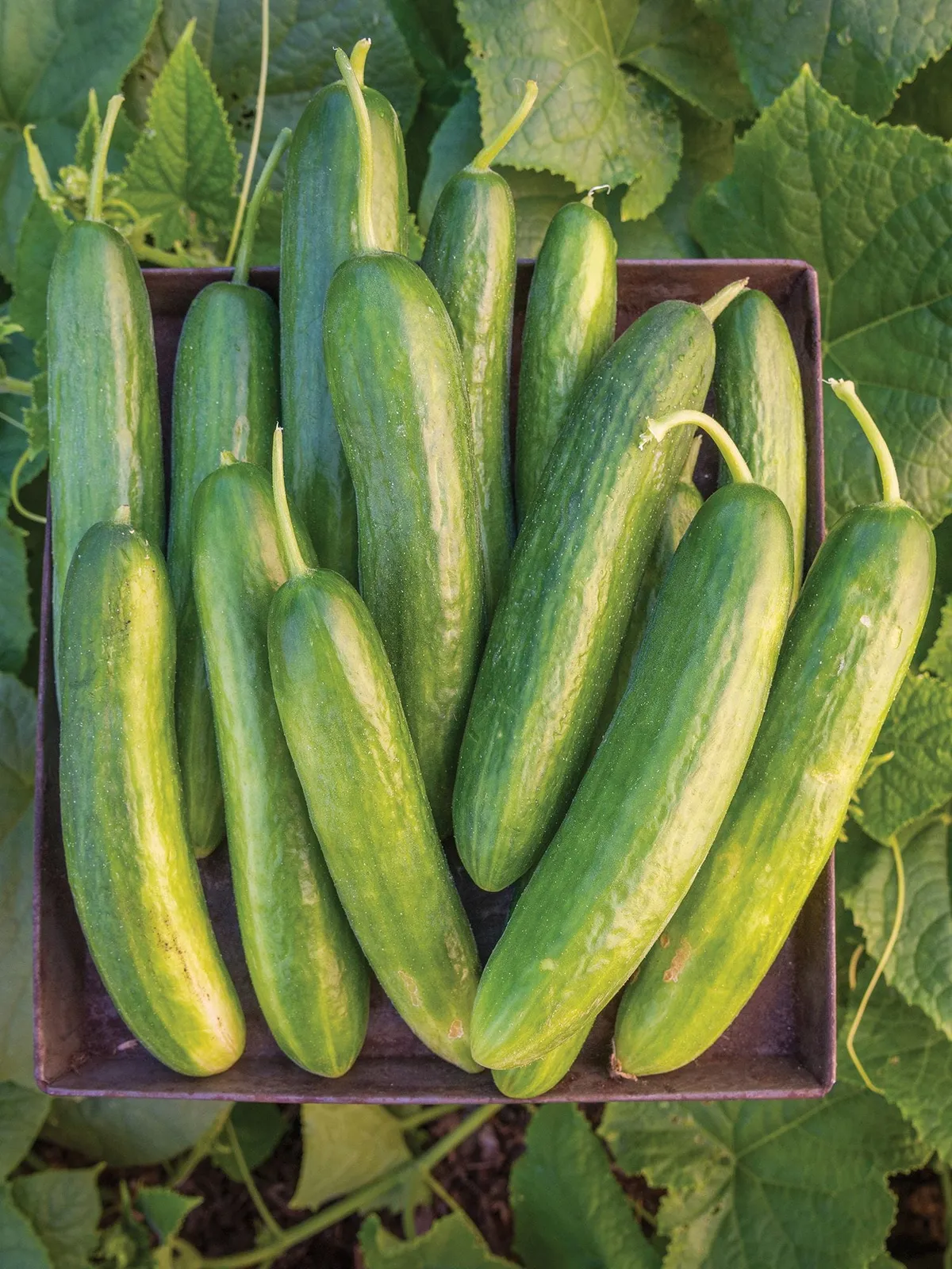 Lunchbox Hybrid Cucumbers