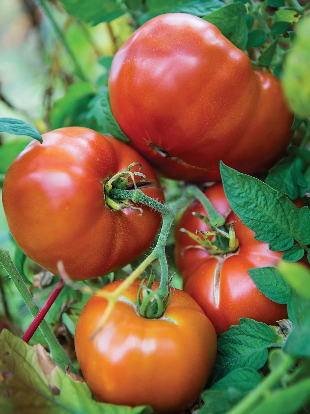 Jersey Boy Hybrid Tomatoes