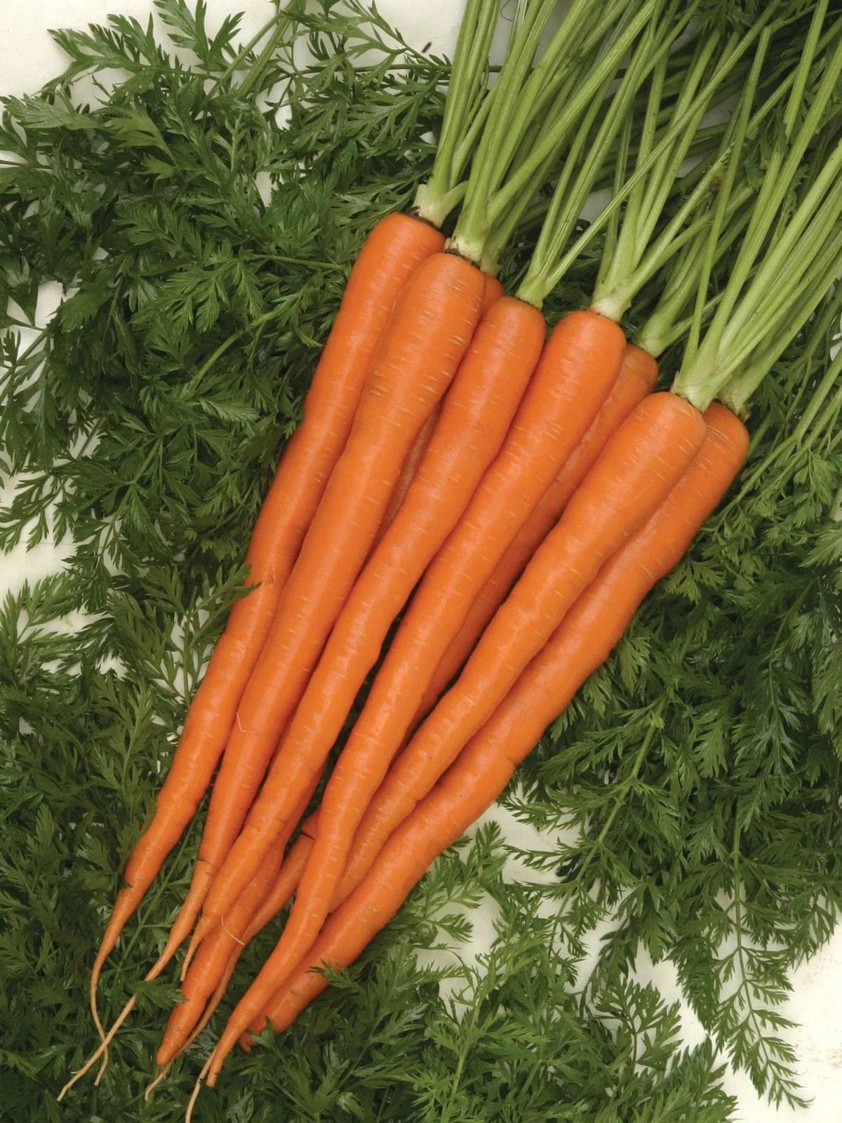 Sugarsnax Hybrid Carrots