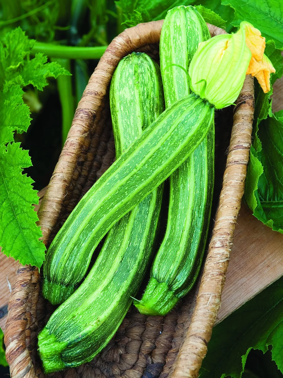 Italian Ribbed Zucchini