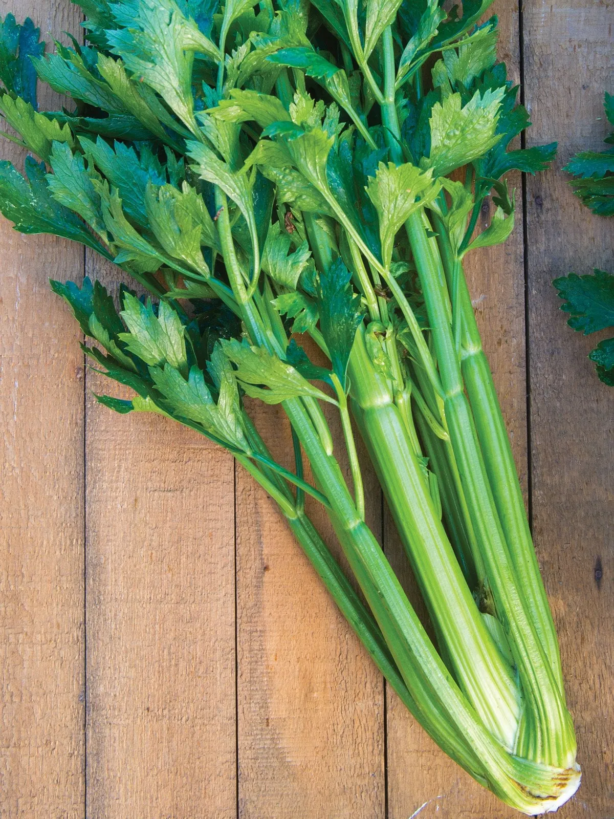 Tango Hybrid Celery