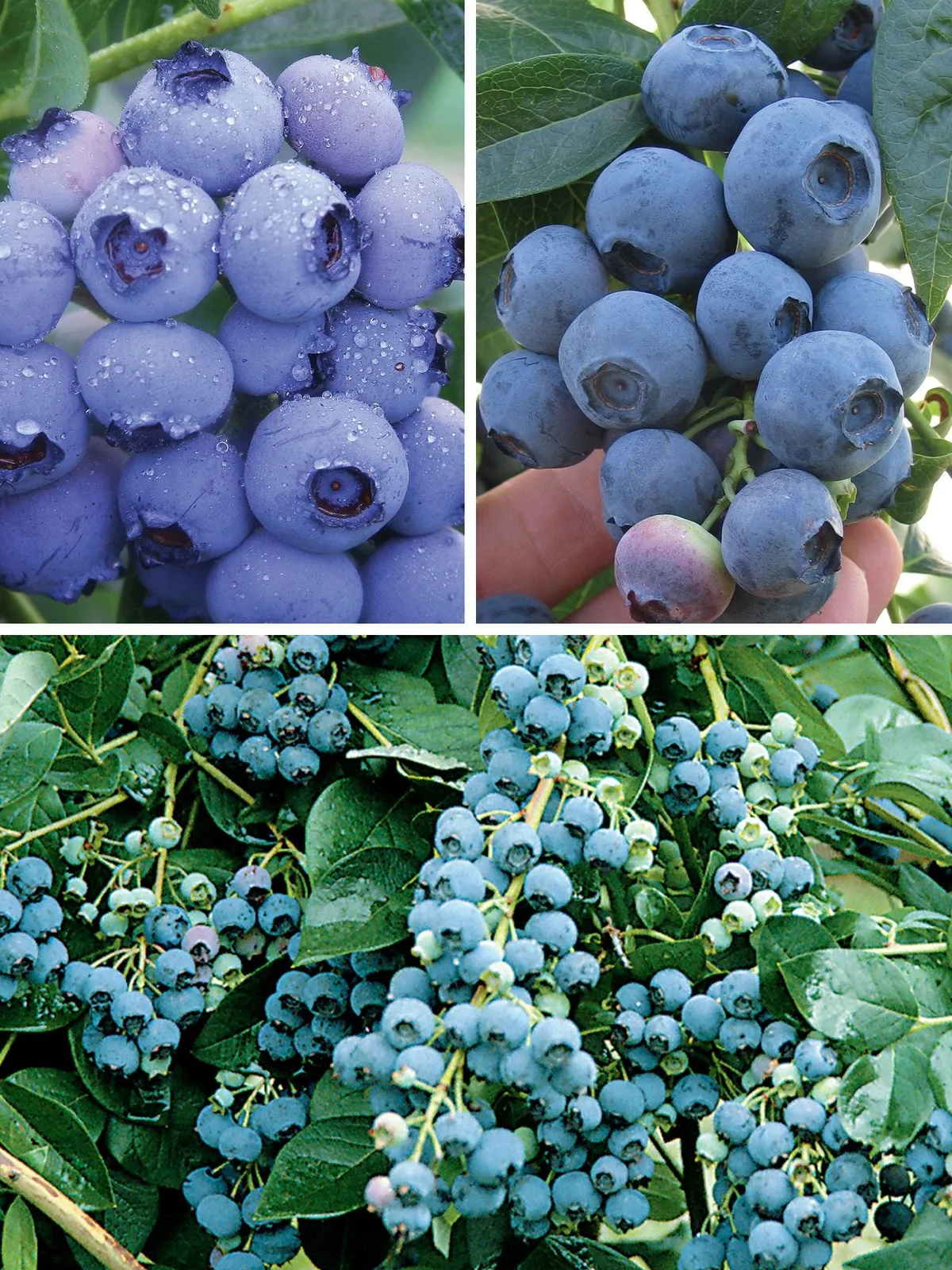 90 days Northern Collection