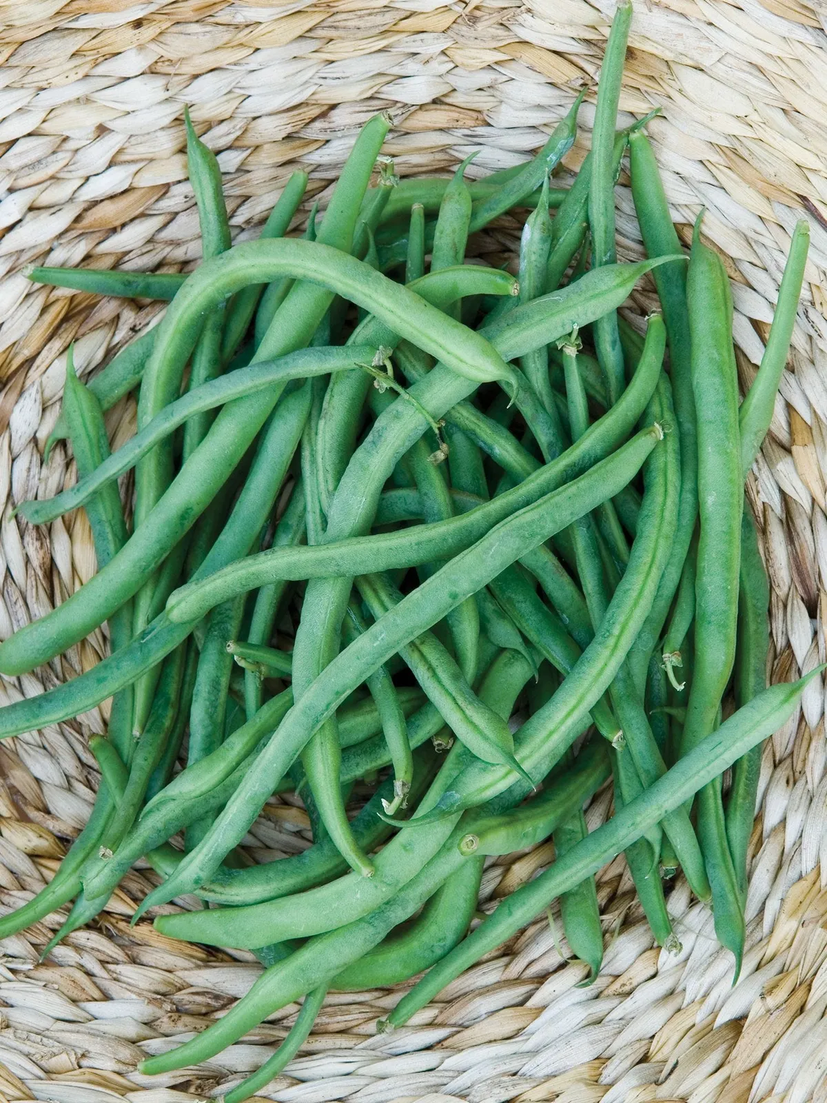 Pole Kentucky Blue Beans
