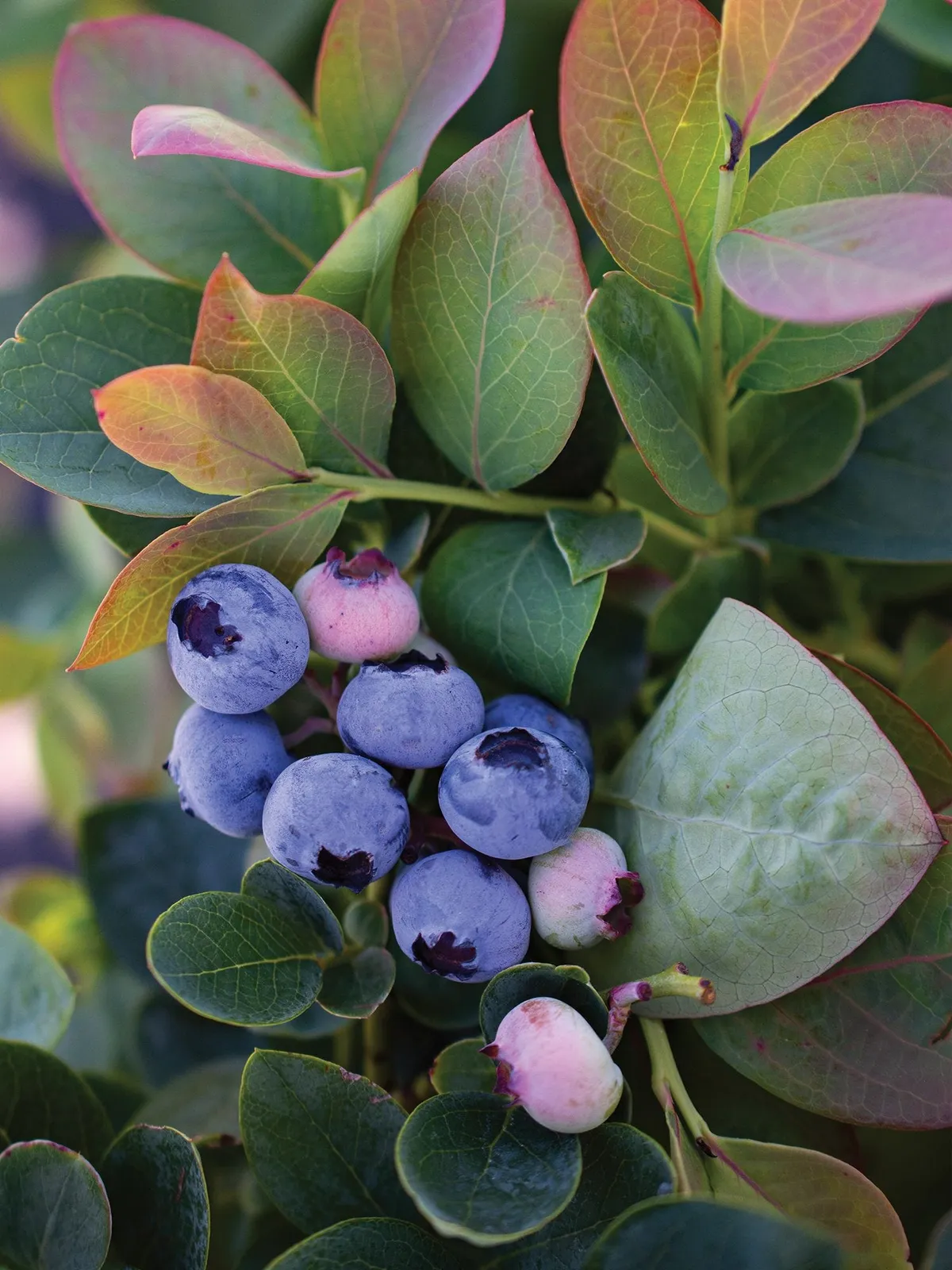 Silver Dollar Blueberries