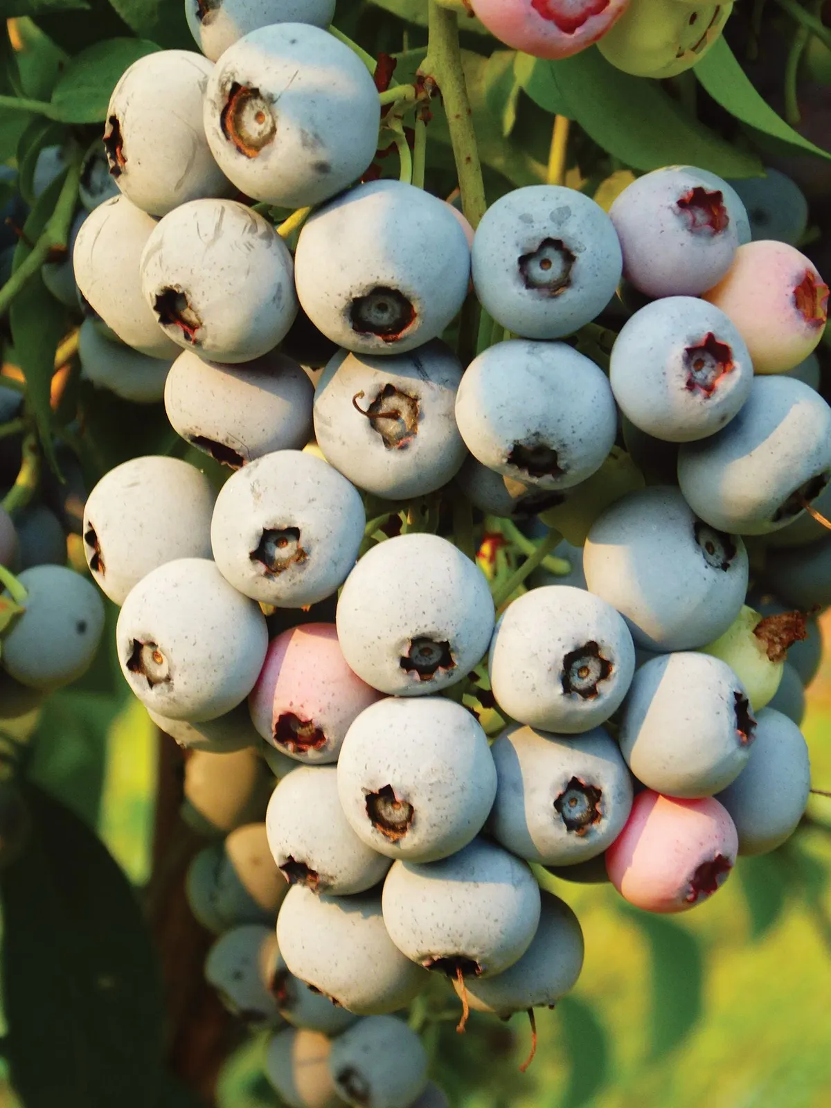 Yall Berry Blueberries