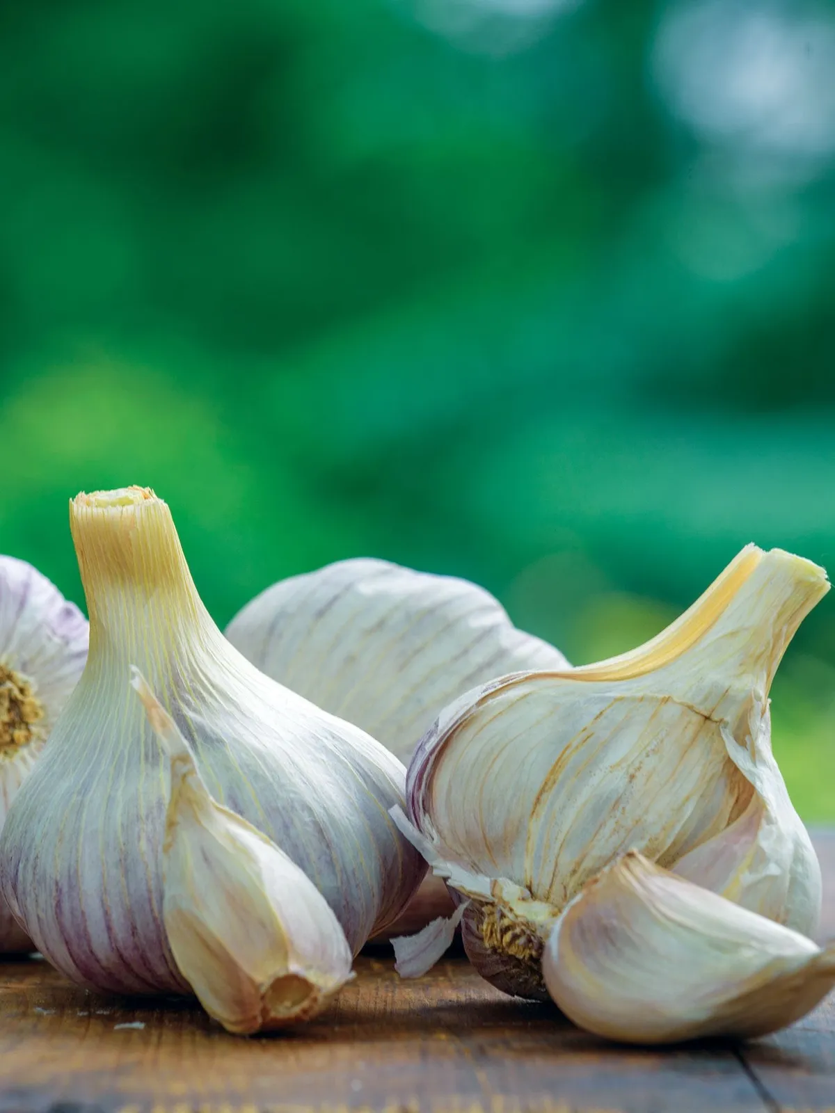 Texas Rose Garlic