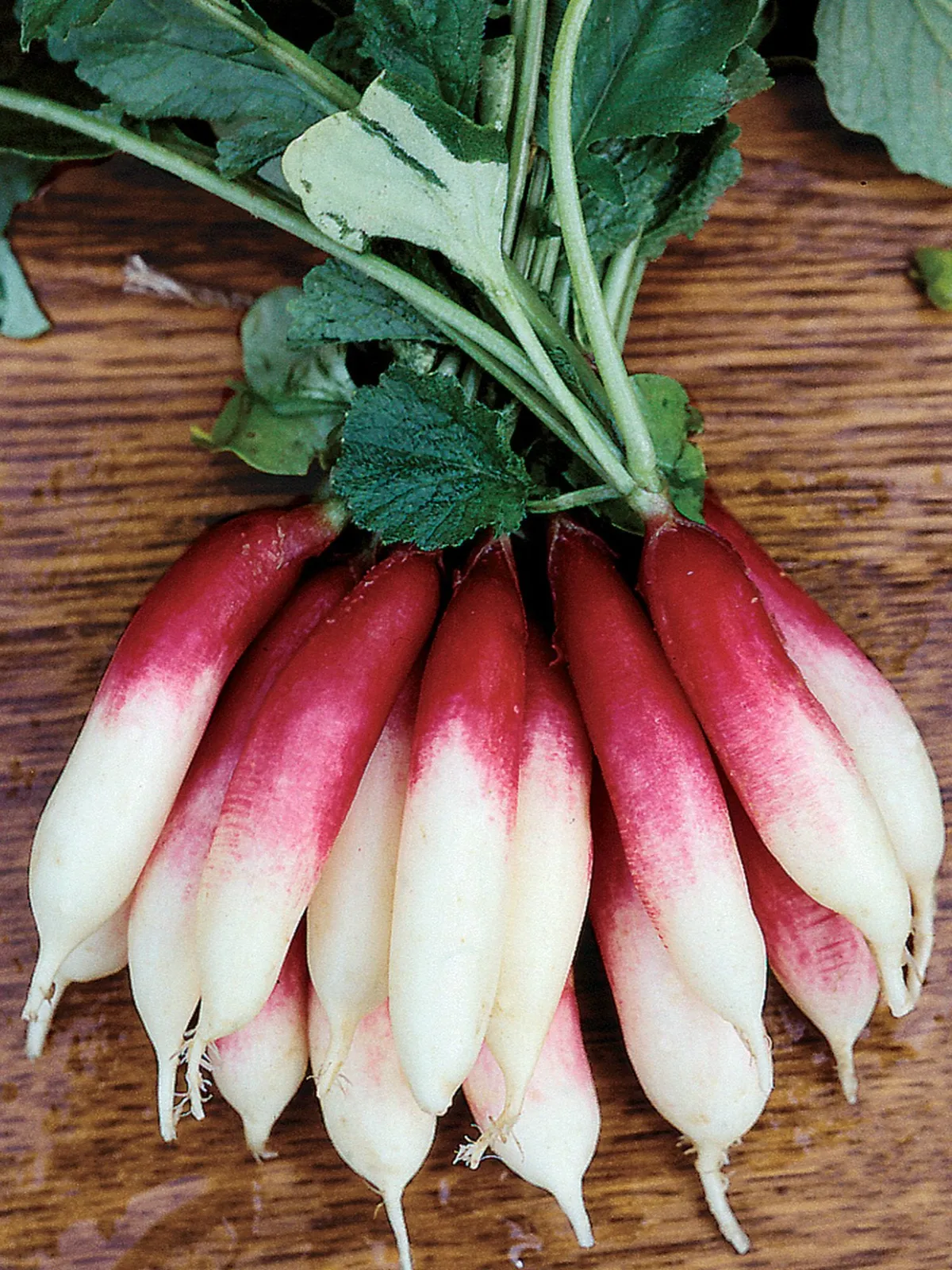 Fire N Ice Radishes