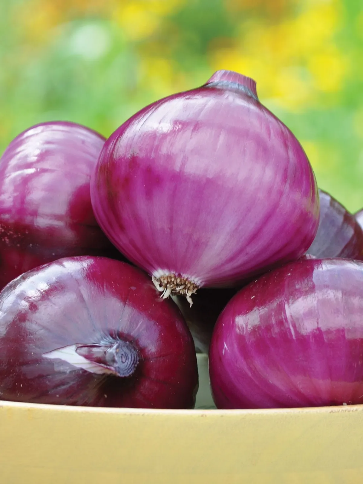 Red Candy Onions