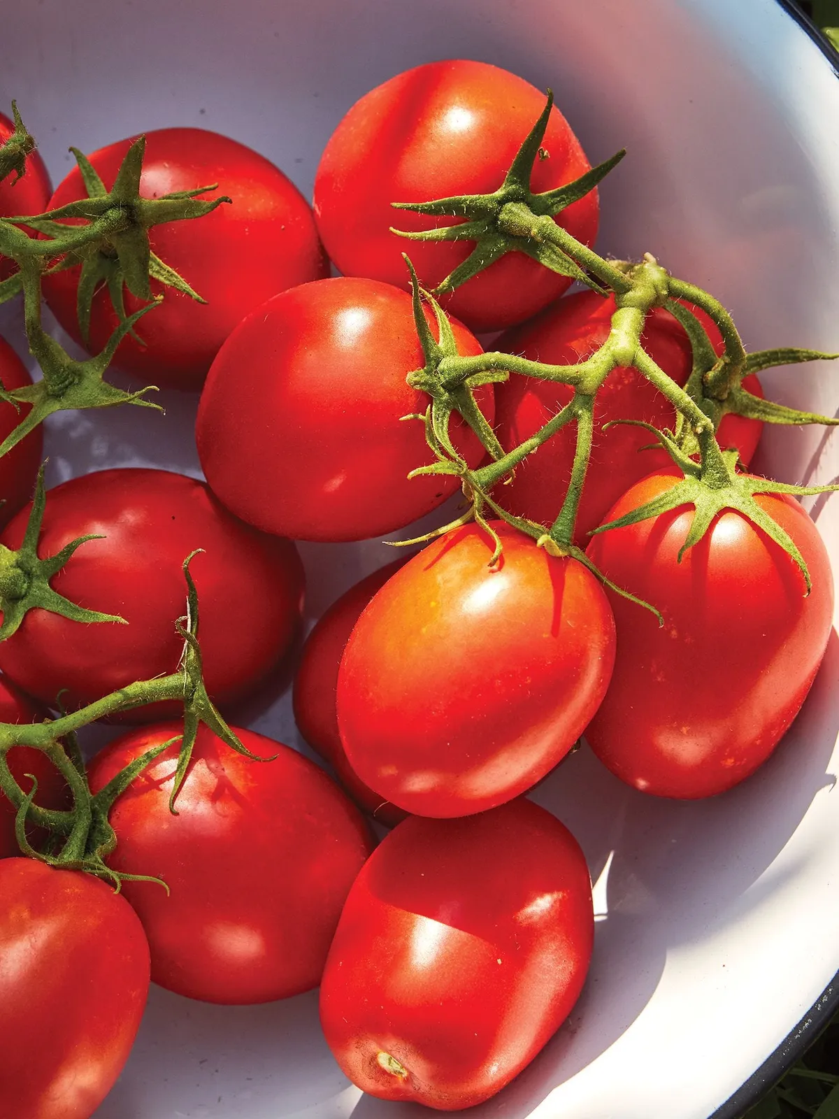 Roma Tomatoes