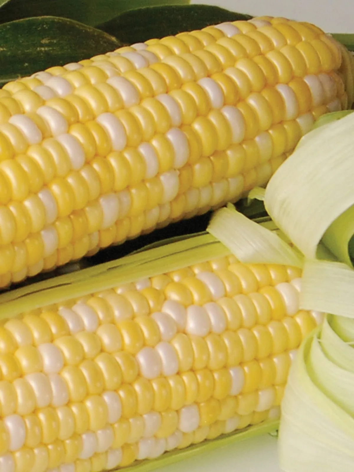 Sweetness Hybrid Corn