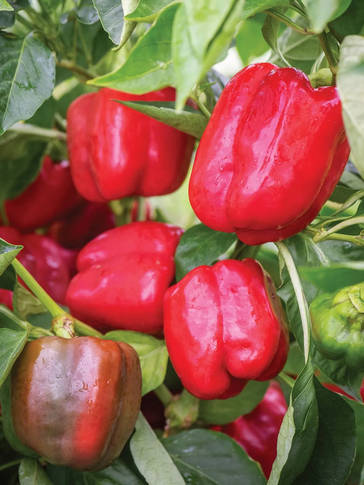 Sweet, Cabernet Hybrid Peppers