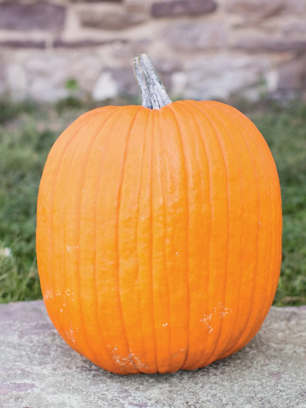 Mr. Wrinkles Hybrid Pumpkin