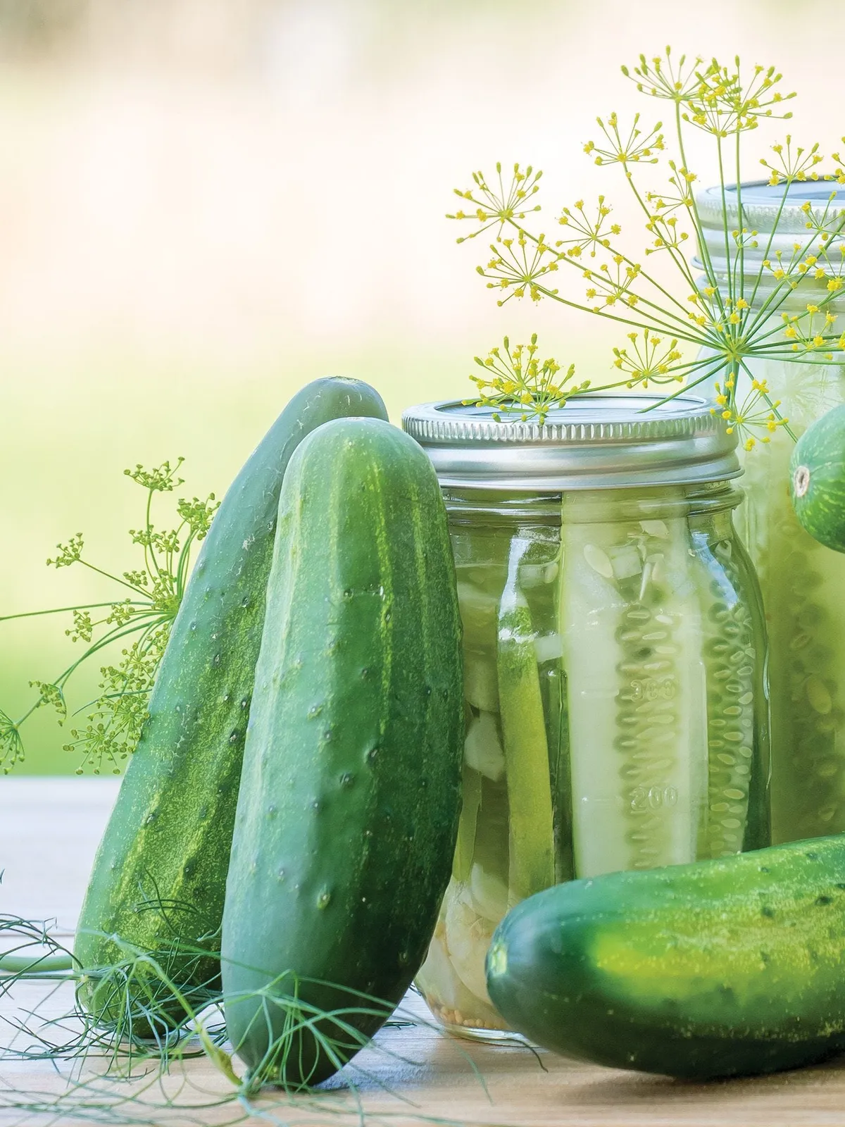 Fresh Pickles Hybrid Cucumbers