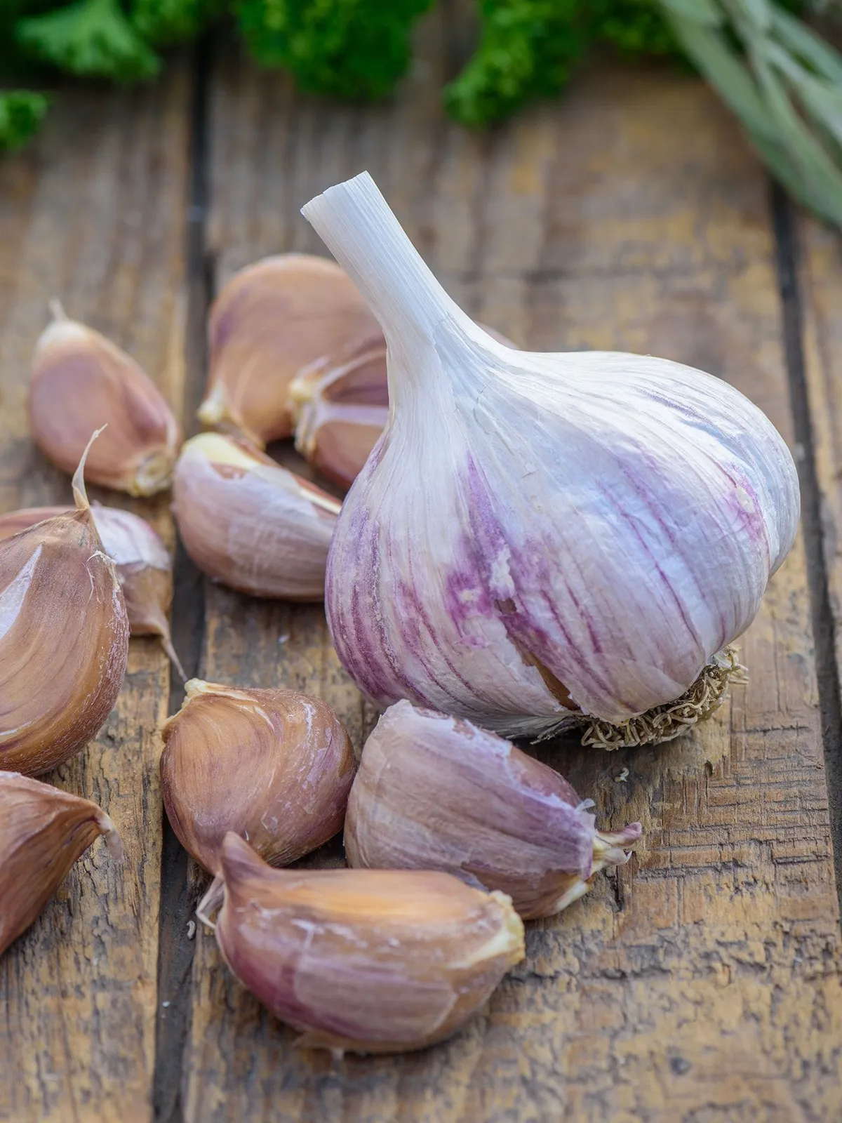 Spanish Roja Garlic