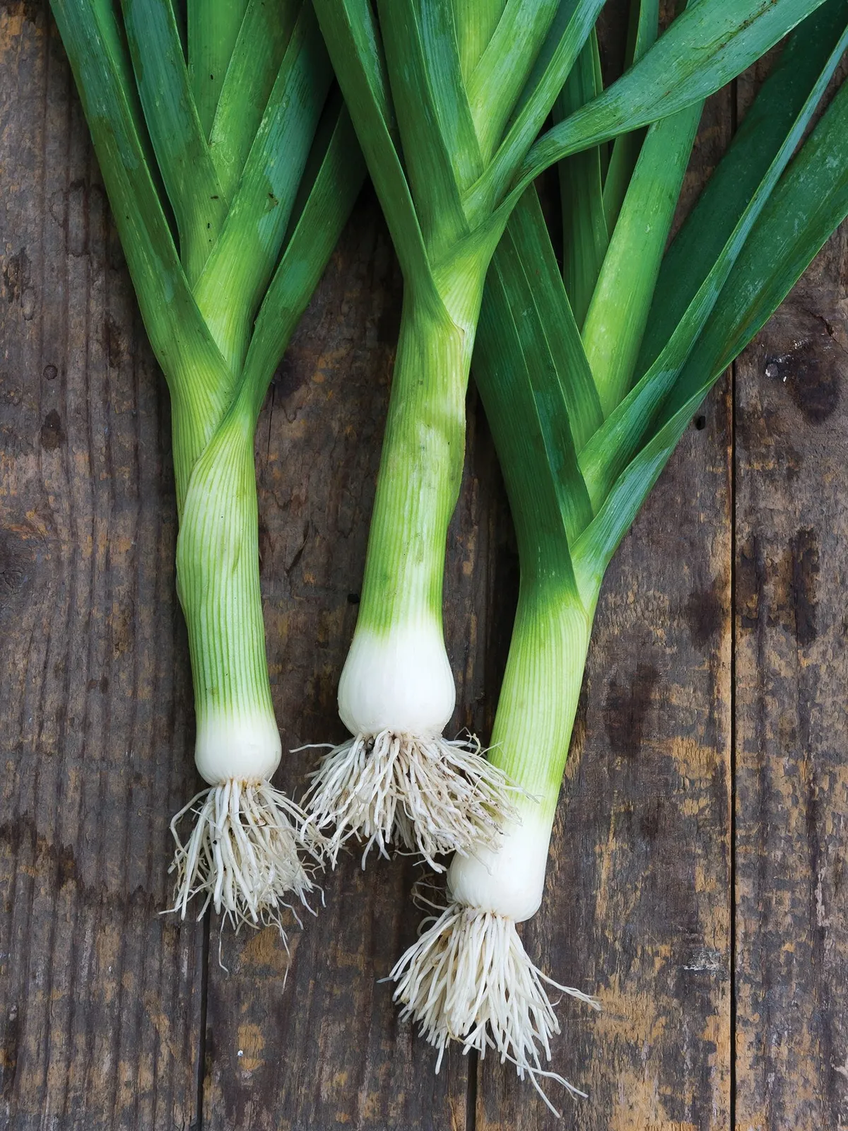 Dawn Giant Leeks