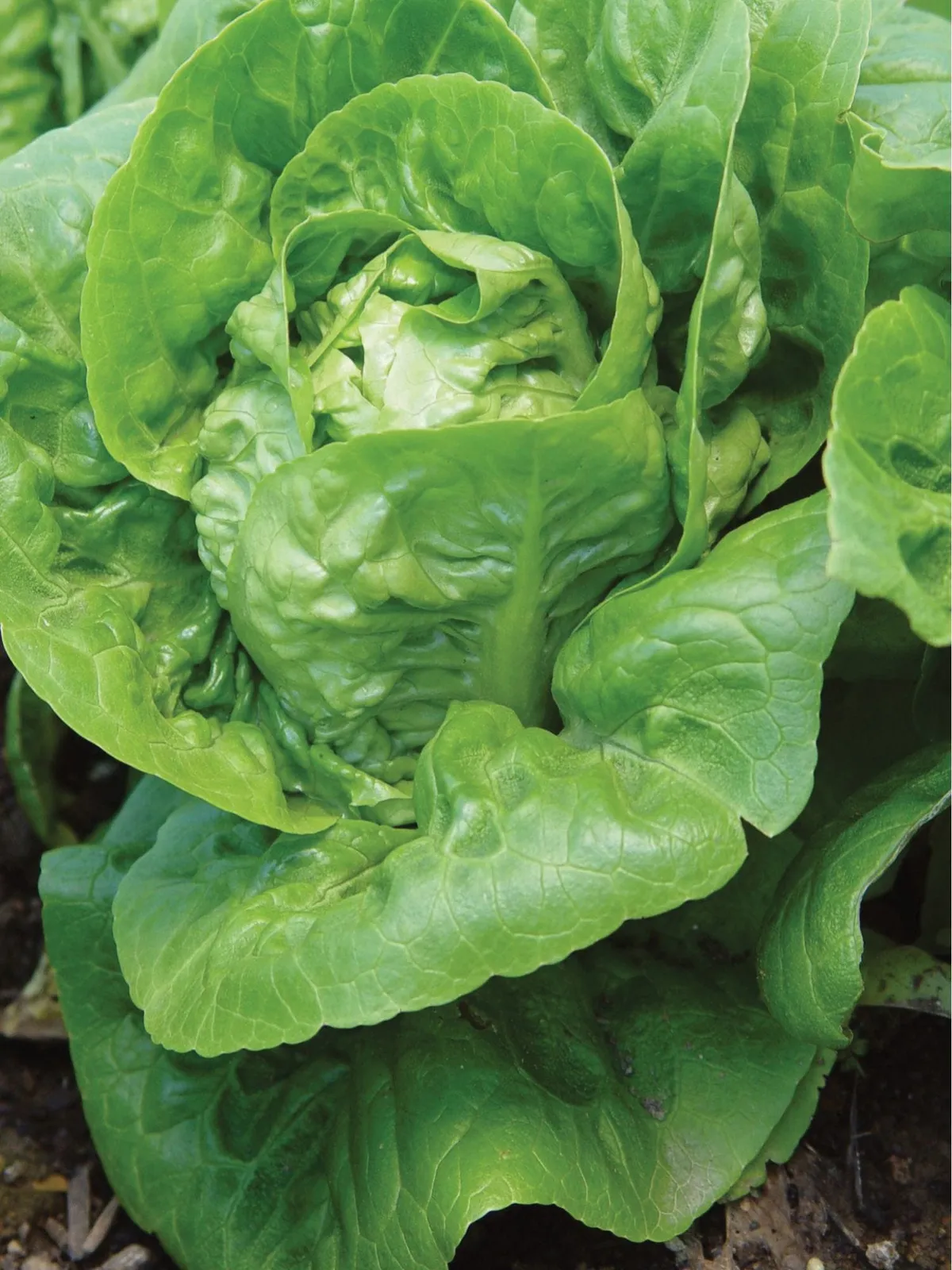 Little Gem Lettuce