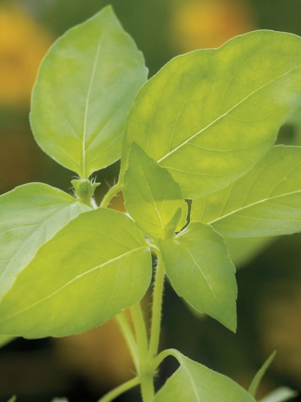 Lemon Basil