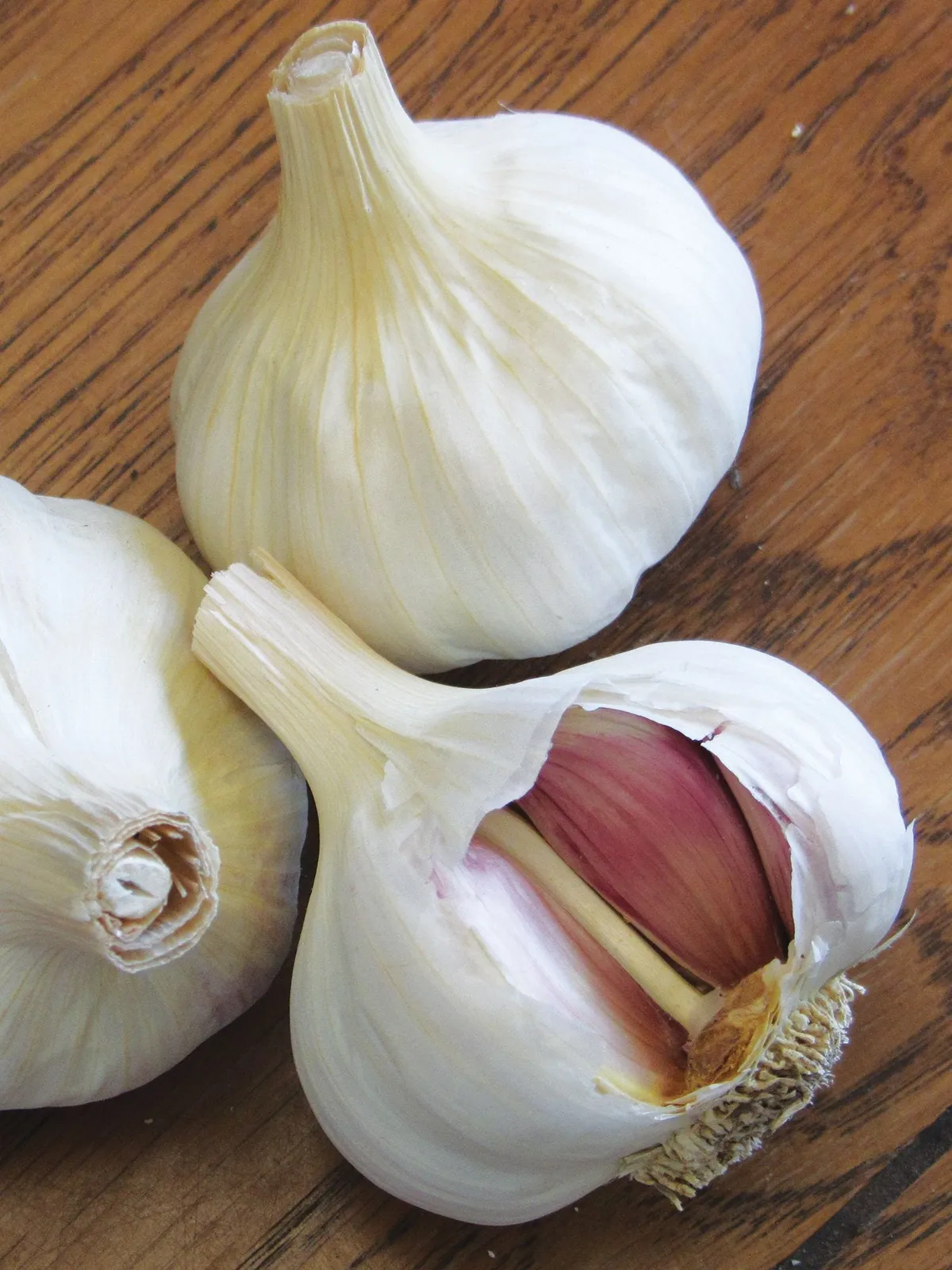 Spanish Benitee Garlic