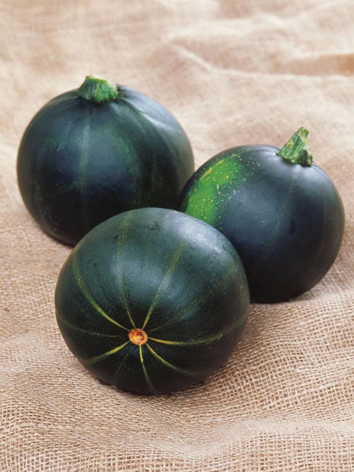 Winter, Burpees Bush Table Queen Squash