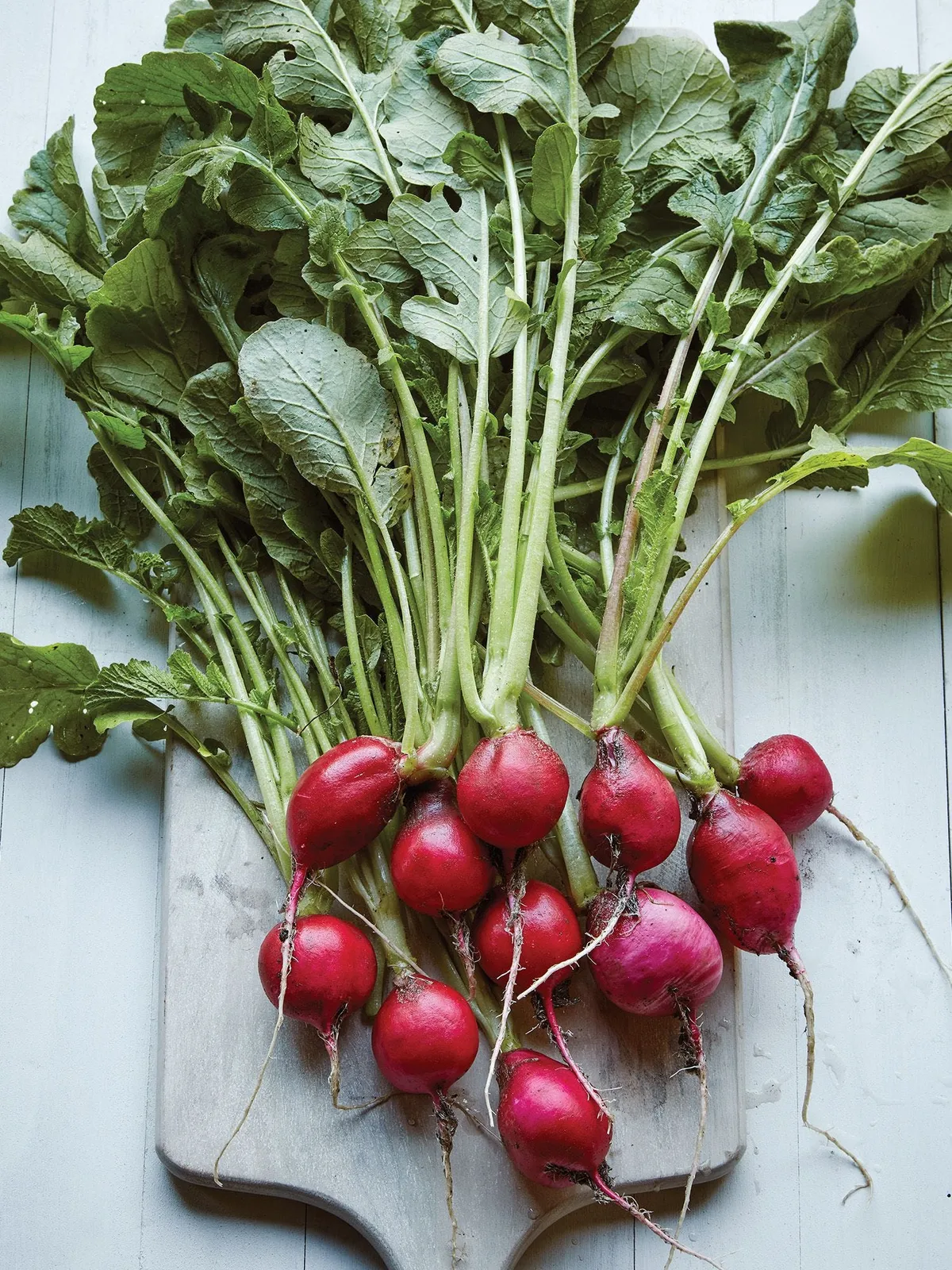 Early Scarlet Globe Radishes