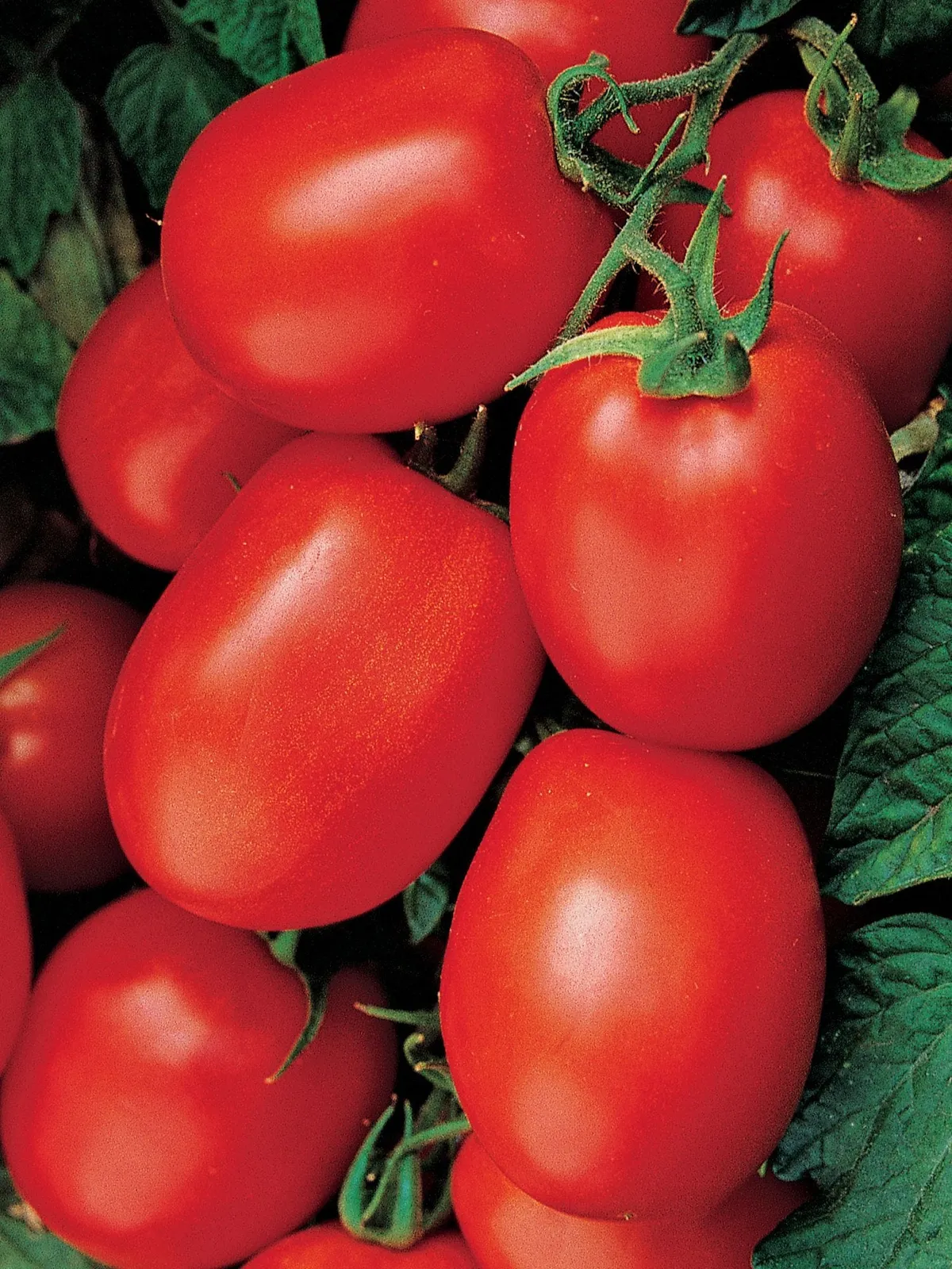 Health Kick Hybrid Tomatoes