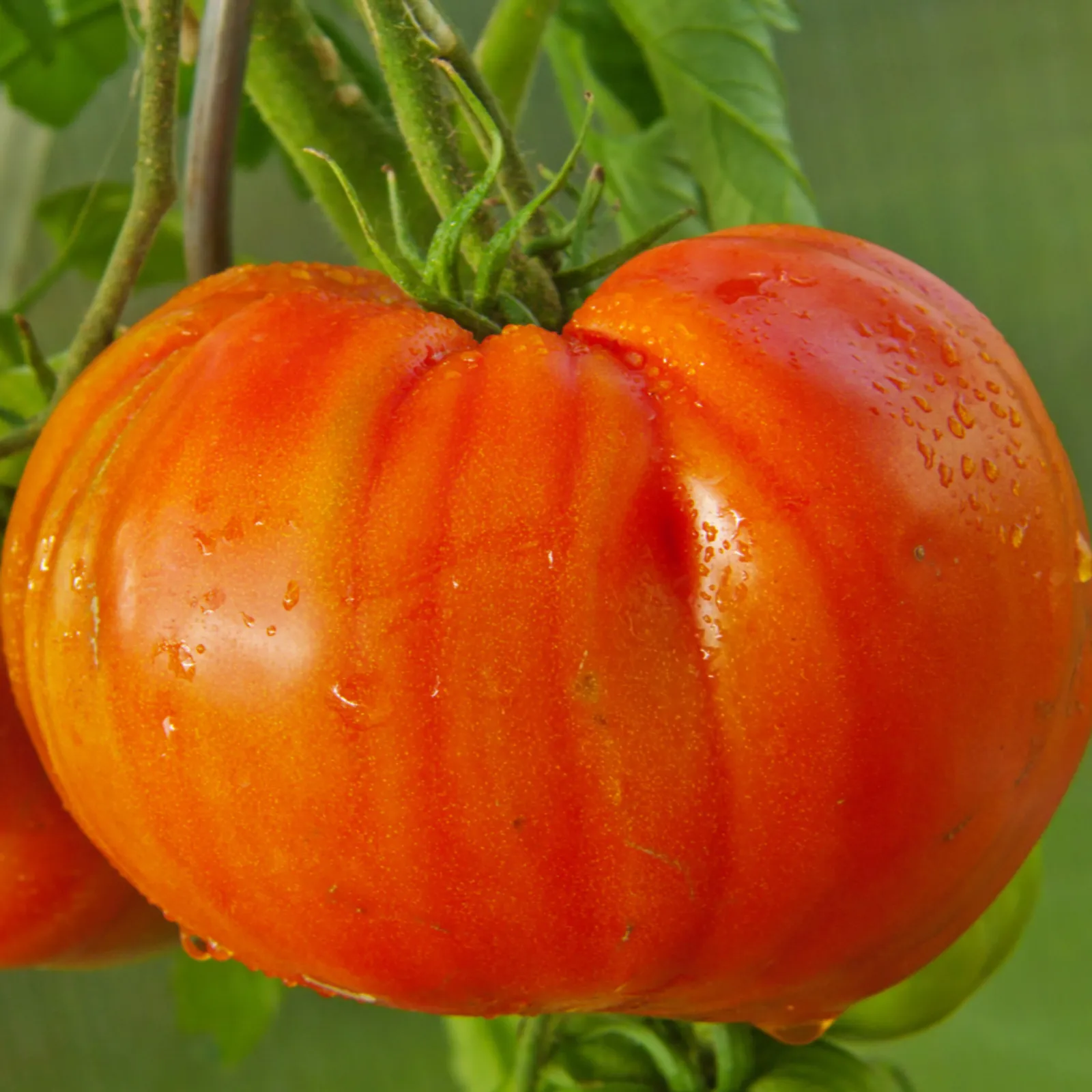 Abe Lincoln Original Tomatoes