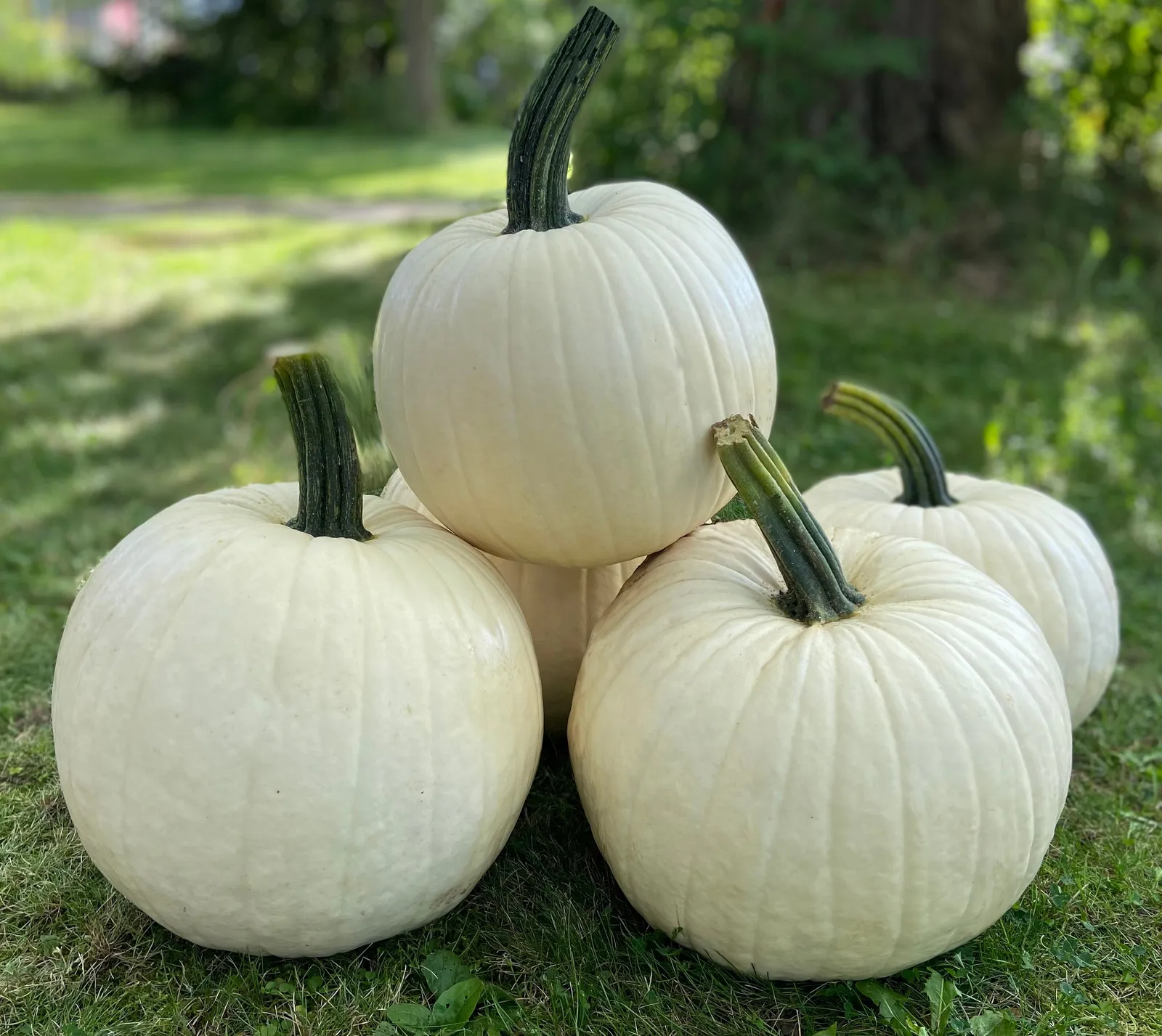 Abominable Pumpkin