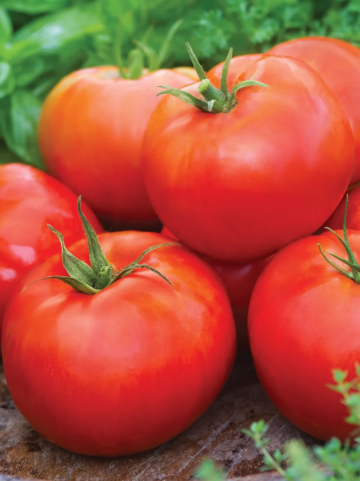 Big Daddy Hybrid Tomatoes