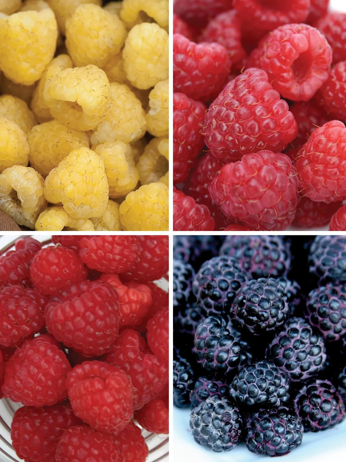 Tricolor Collection Raspberries