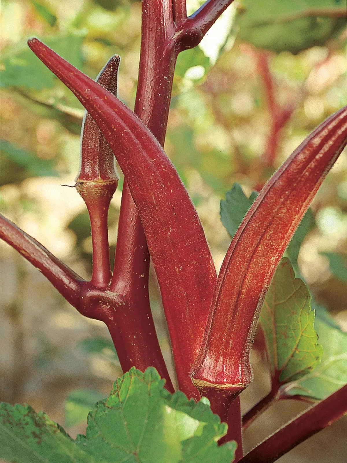 Red Velvet Organic