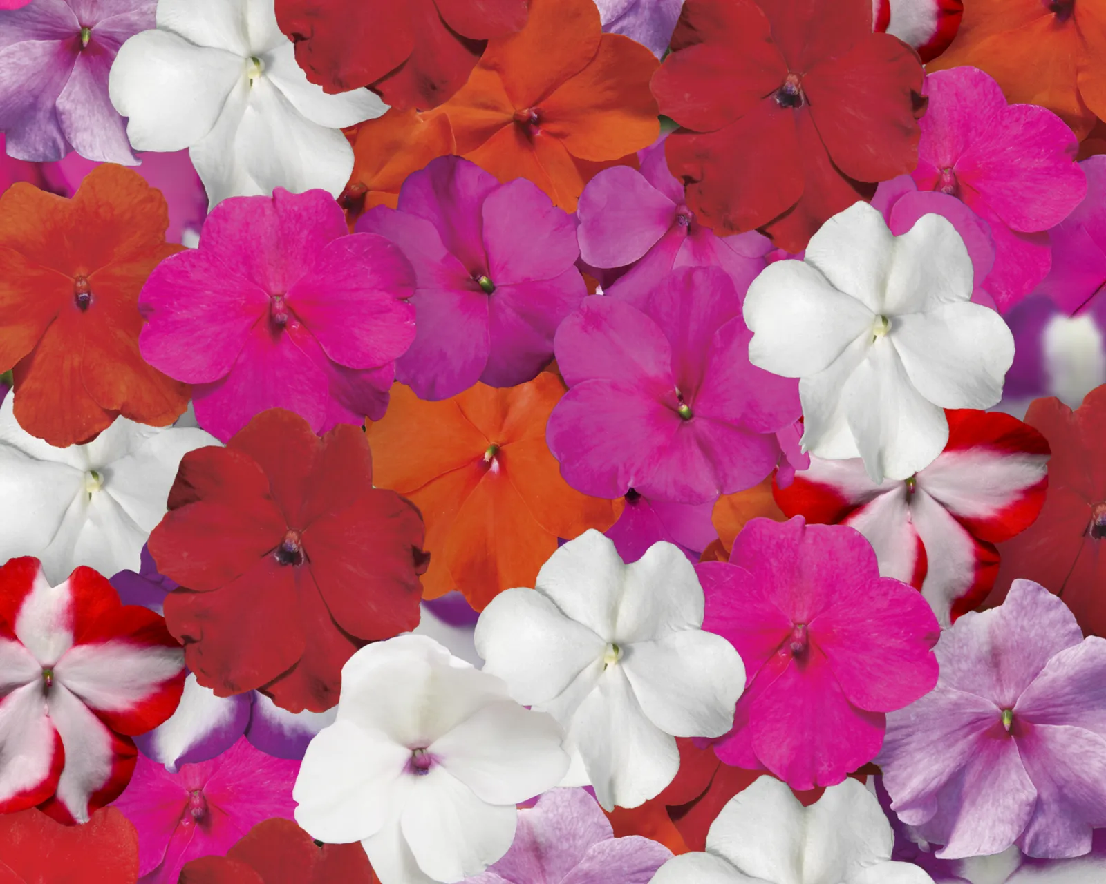 Accent Premium Formula Mix Impatiens