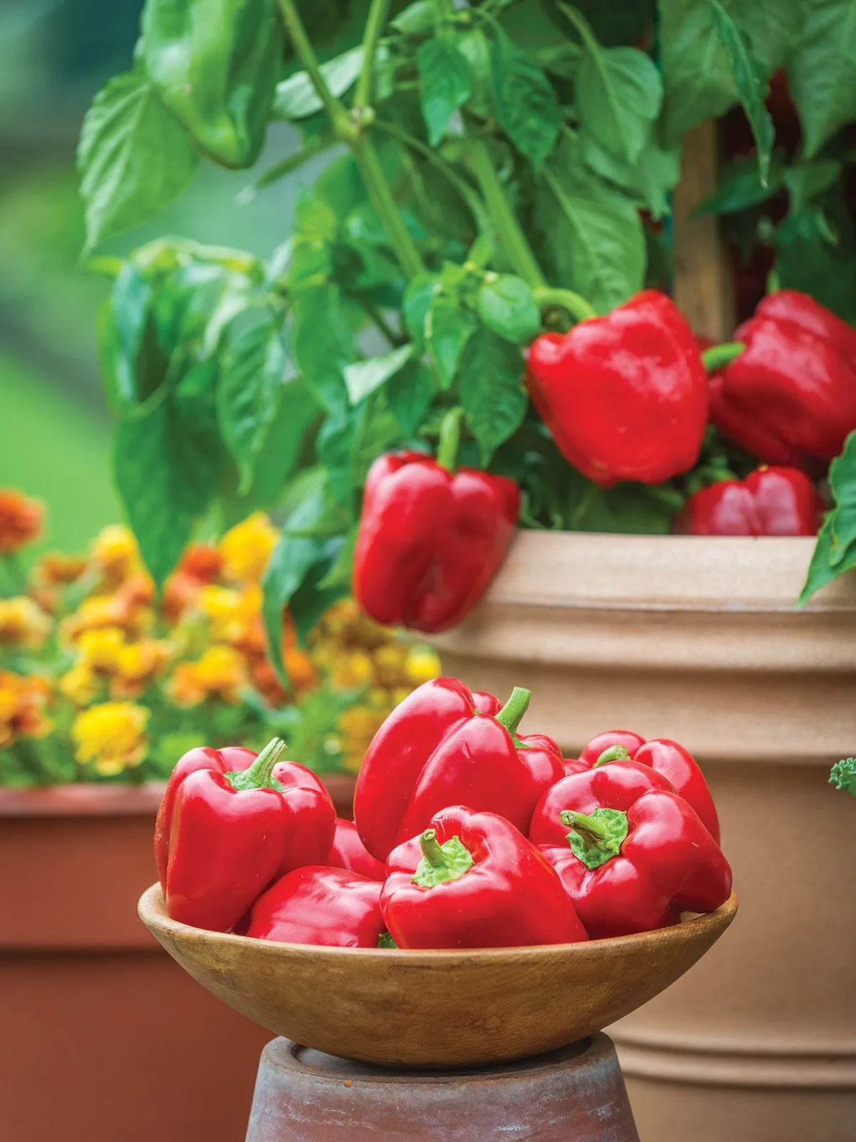 Sweet, Jungle Parrot Peppers