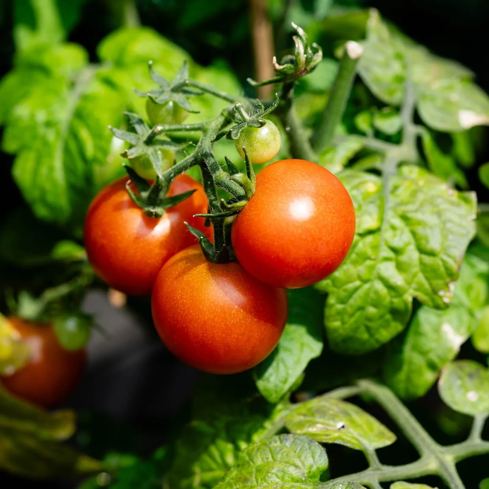 Ace Bush 55 Tomatoes