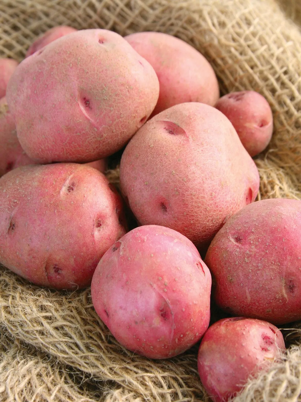 Red Pontiac Potatoes