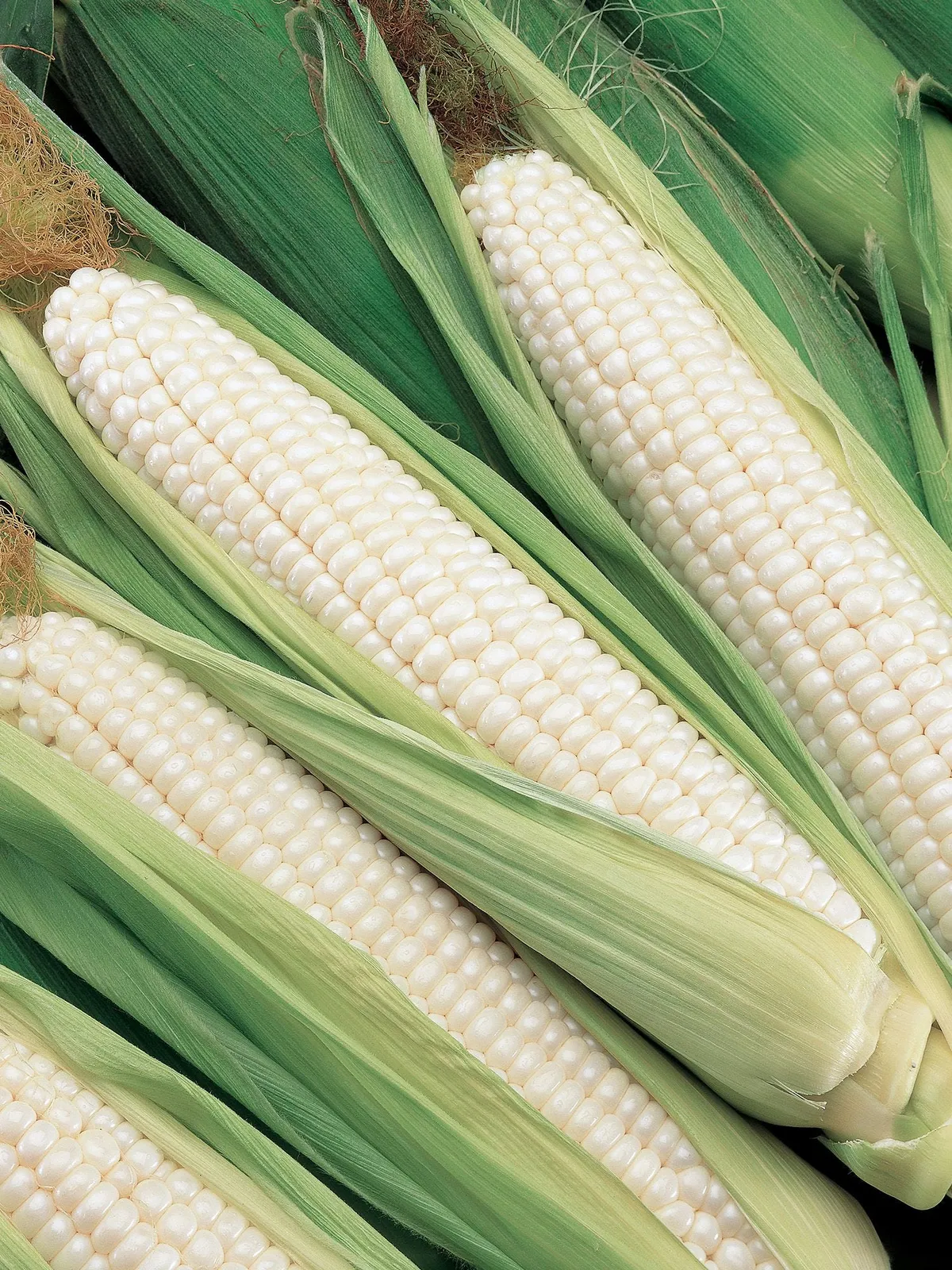 Silver Choice  Hybrid Corn