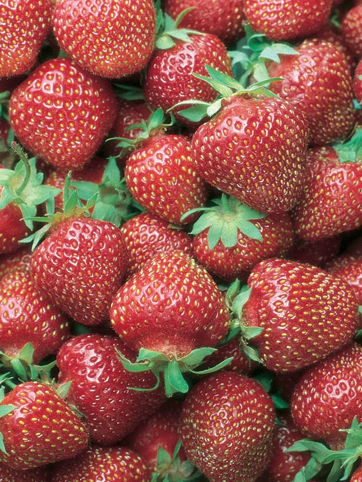 AC Wendy Strawberries