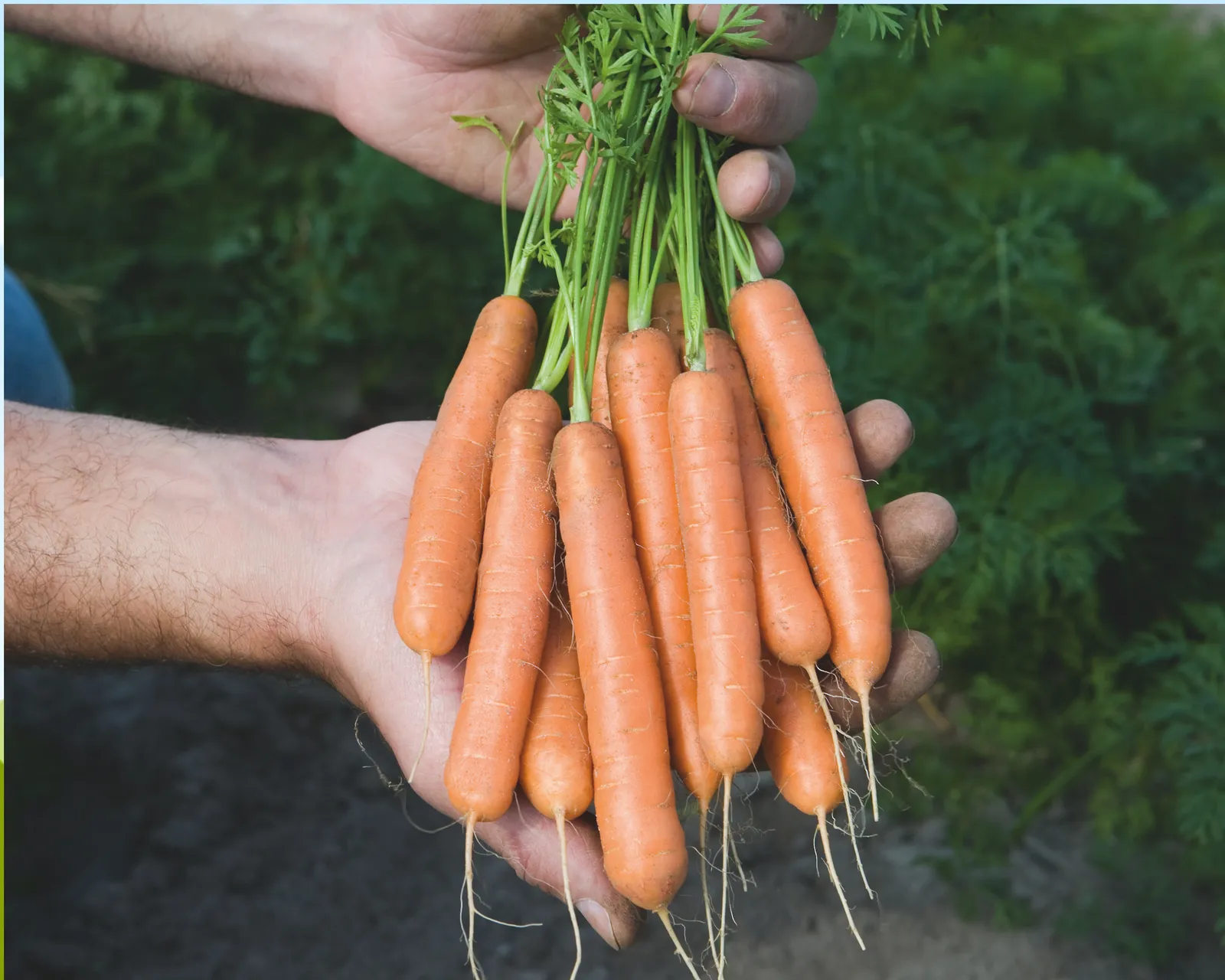 Adelaide Carrots