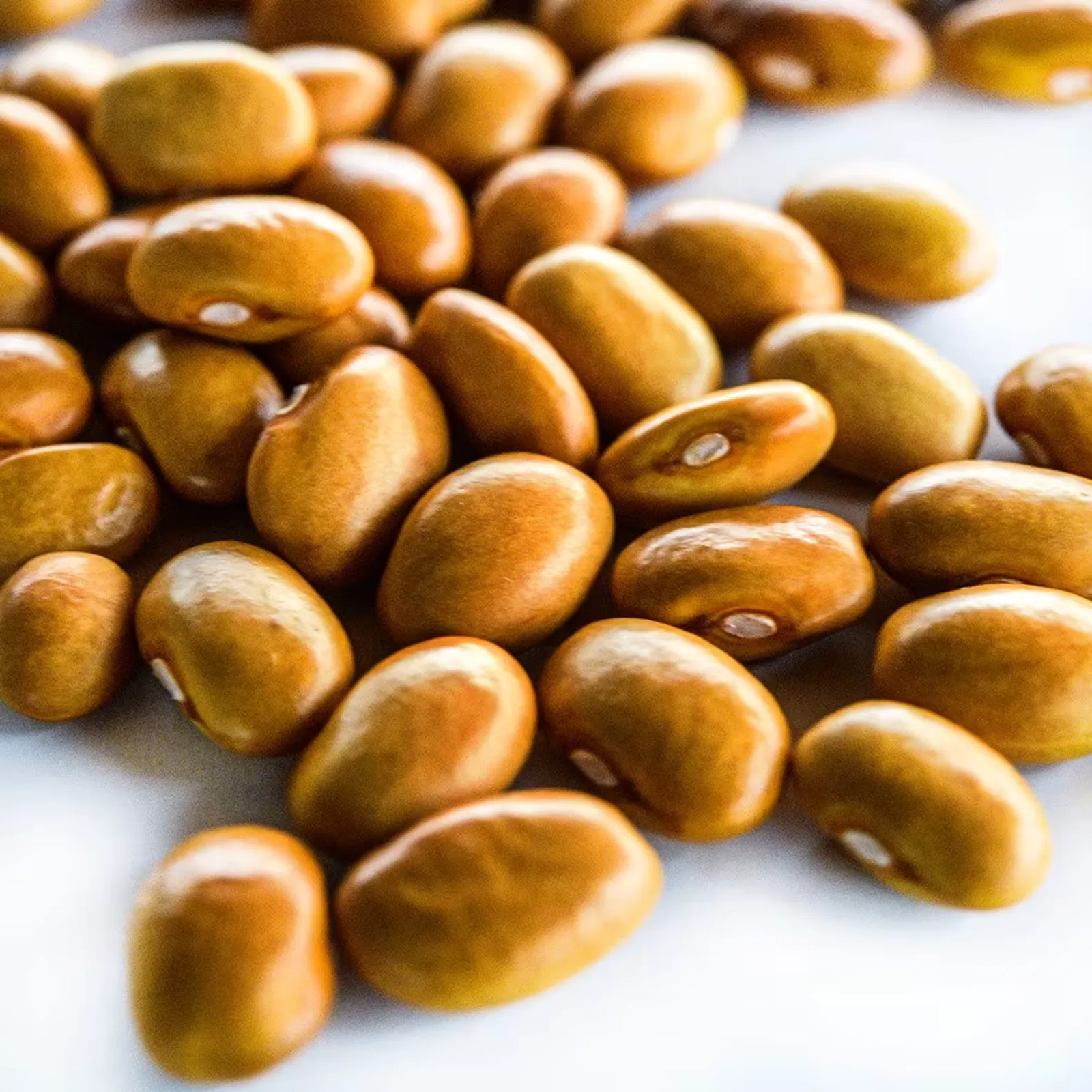 Adventist Beans