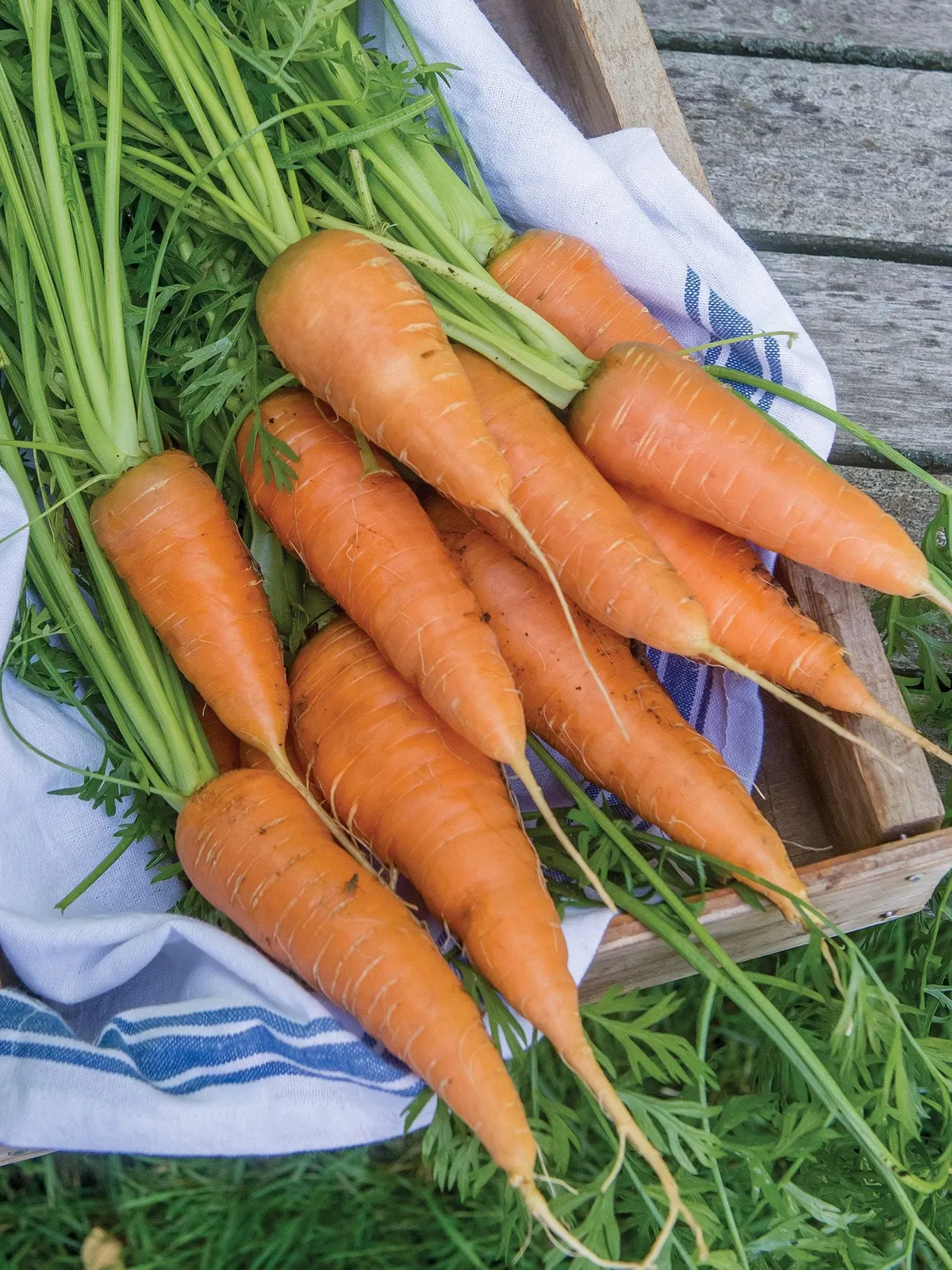 Red Cored Chantenay Carrots