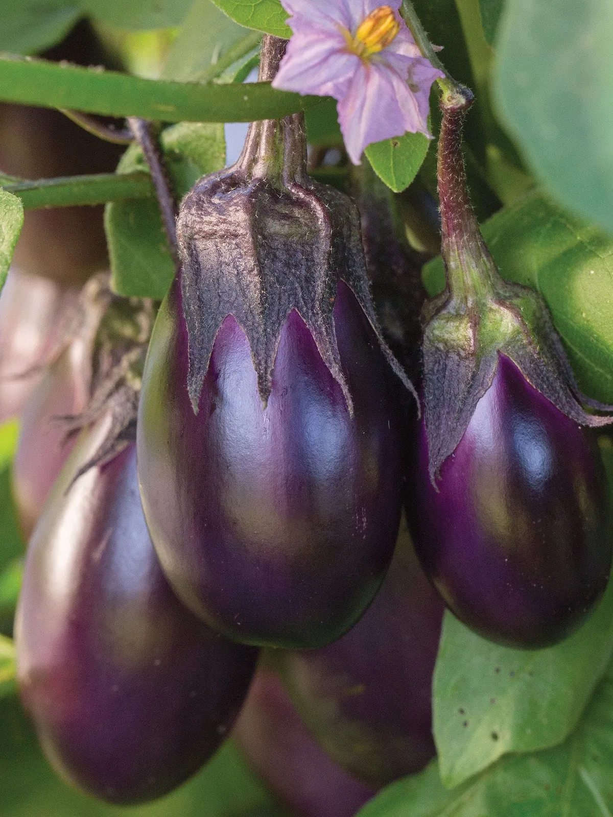 Patio Baby Hybrid Eggplant