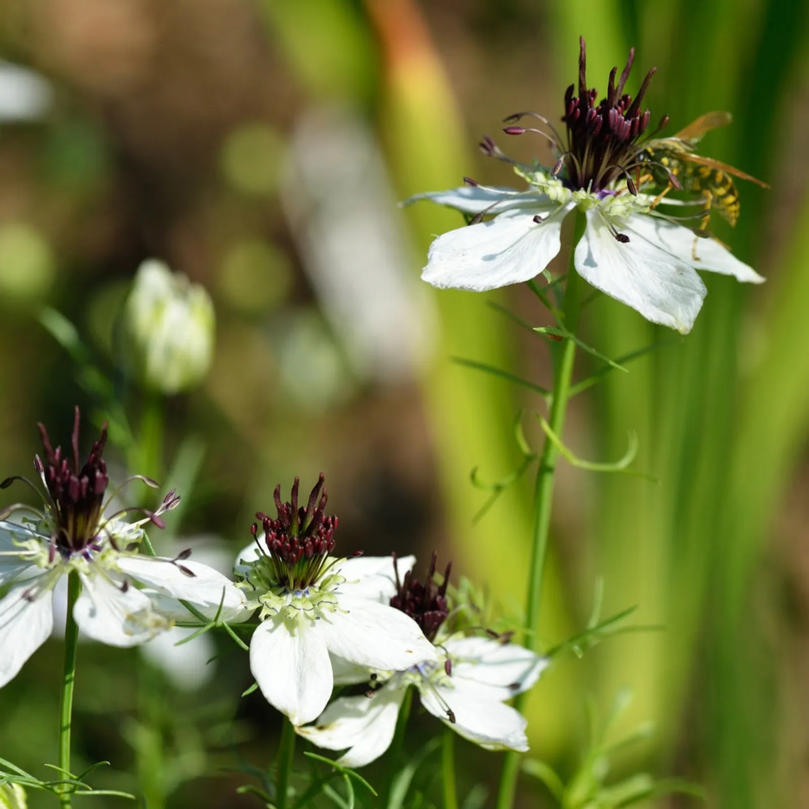 African Bride Love-In-A-Mist