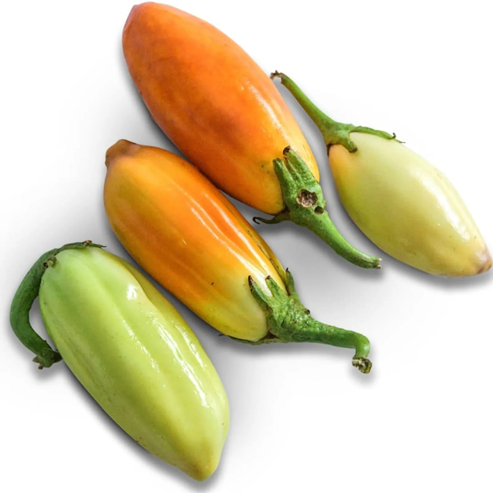 African White Eggplant